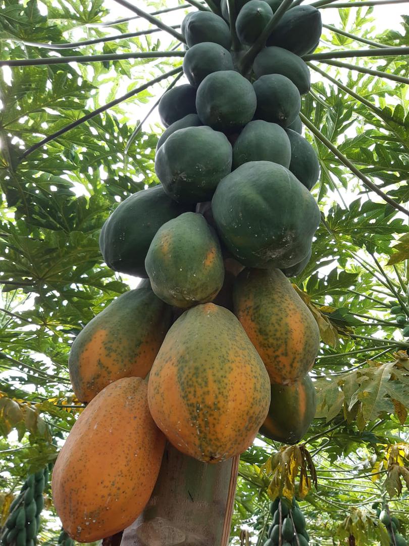 Papaya Maradona Y Tainug