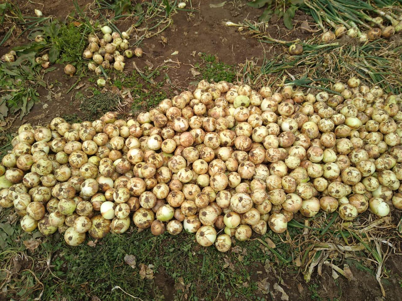 Cebolla Cabezona Blanca Tamano Bola De Billar