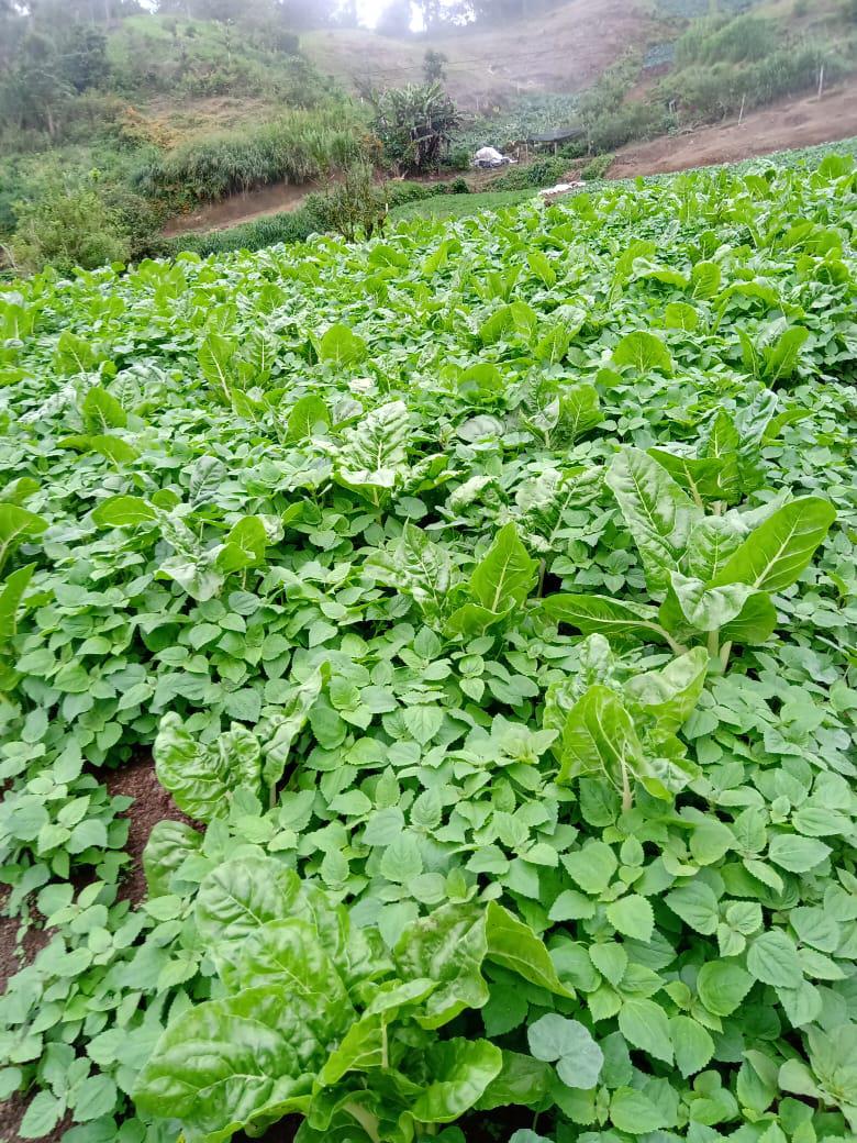 Espinacaacelgaslechuga Comunlechuga Moradarabanoscalabacines