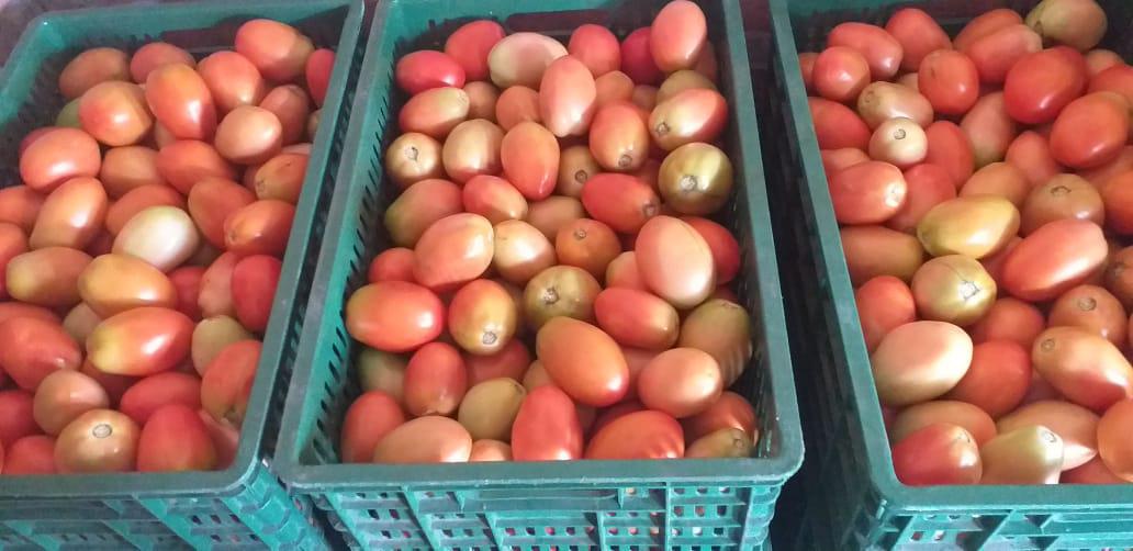 Variedad Rio Grande
