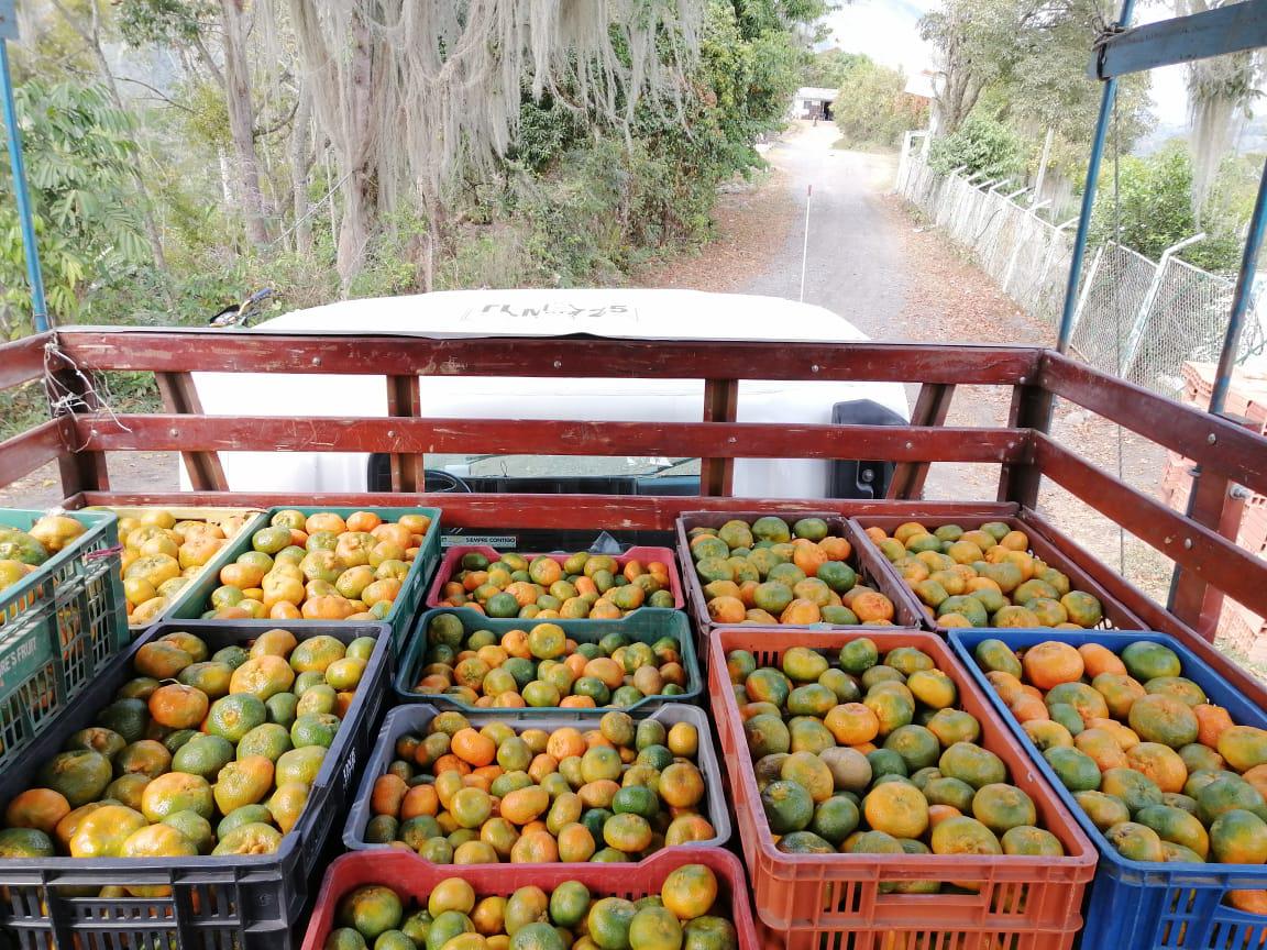 Limon Tahiti Mandarina Arrayana