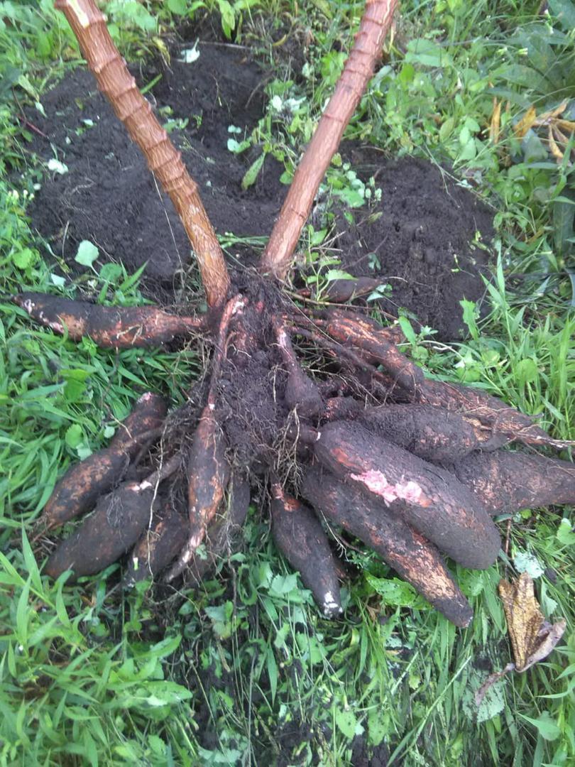 Yuca Variedad Manzana