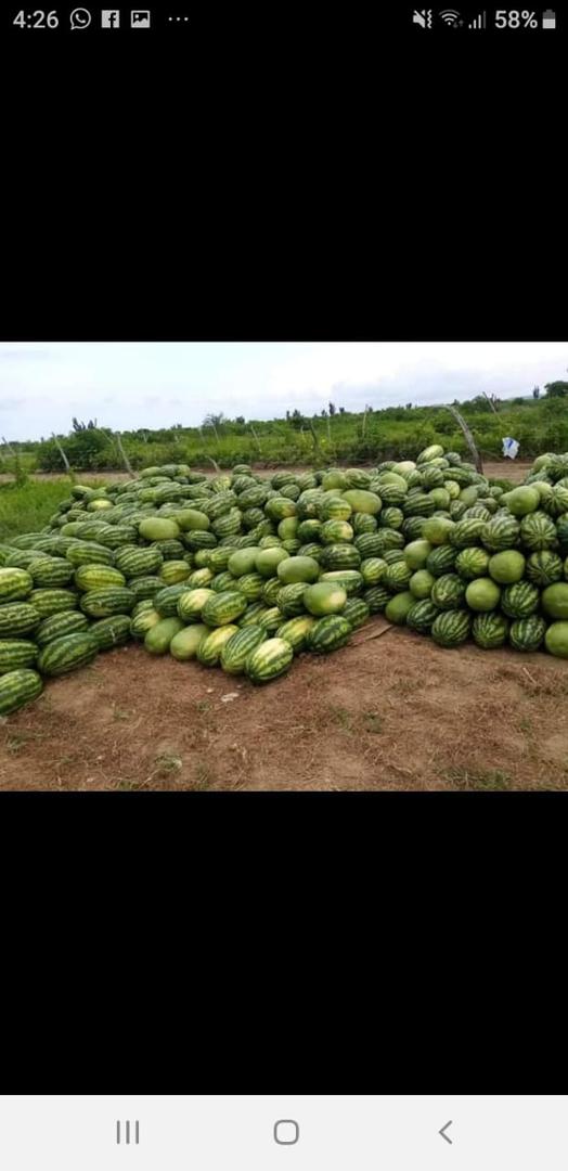 Patilla Sandia