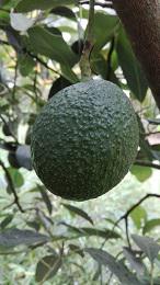 Aguacate Hass