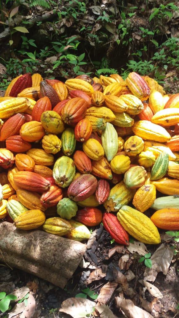 Cacao Seleccionado