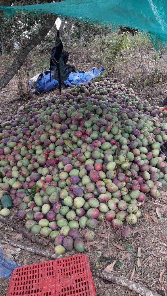 Mango De Variedad Comuun