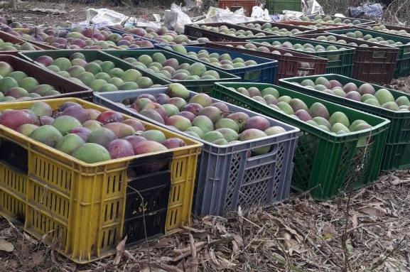Mango De Variedad Tommy