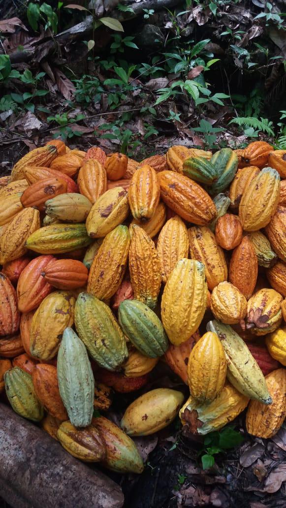 Cacao Seleccionado