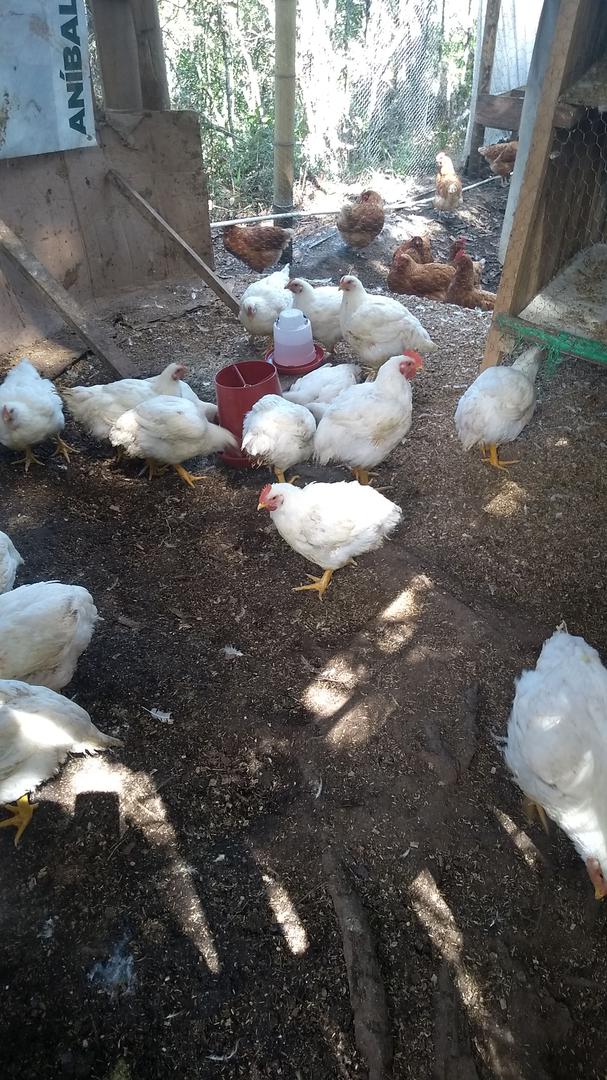 Pollo De 6 A 10 Libras