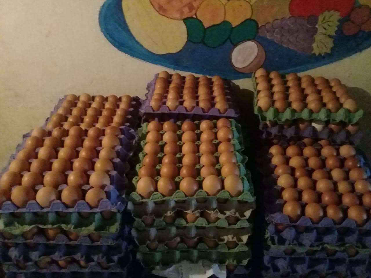 Huevos Ecologicos