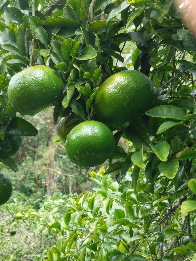 Naranja De Variedad Comun Vendida Por Canastilla