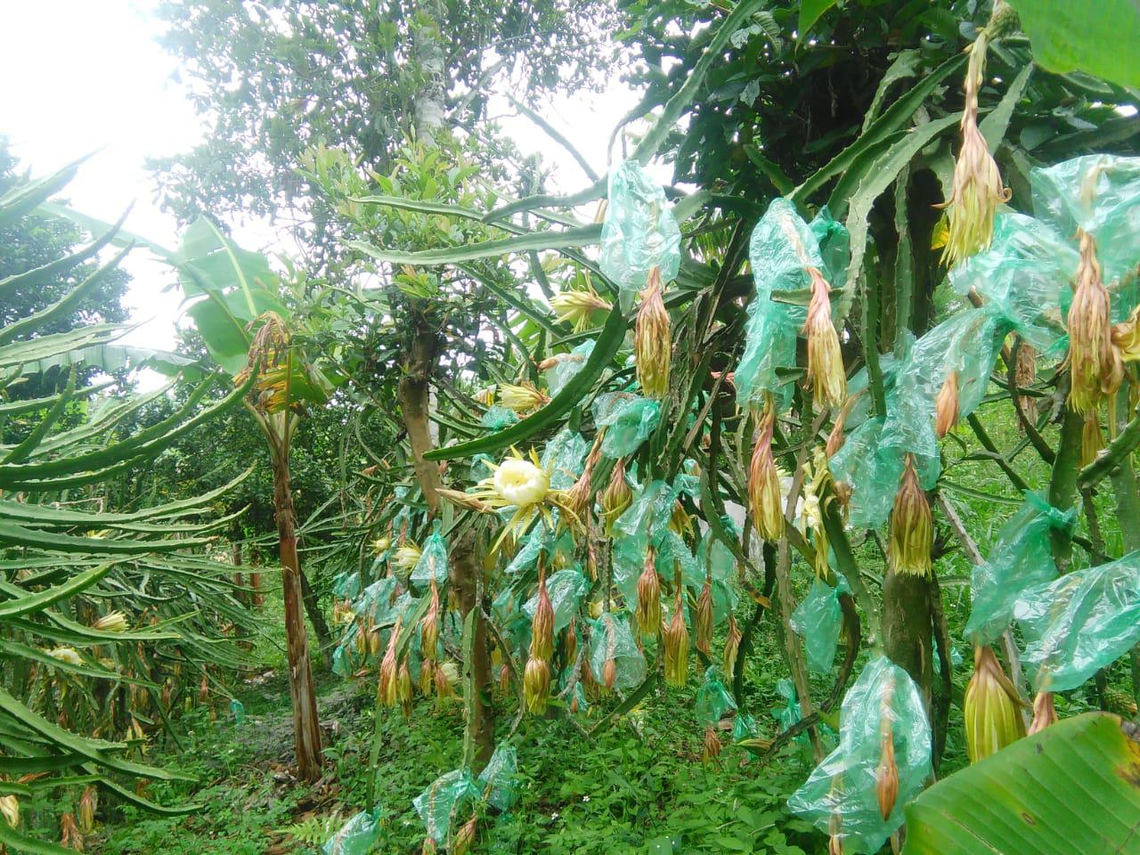 Pitahaya Amarilla Con Buenas Practicas Agricolas Bpa