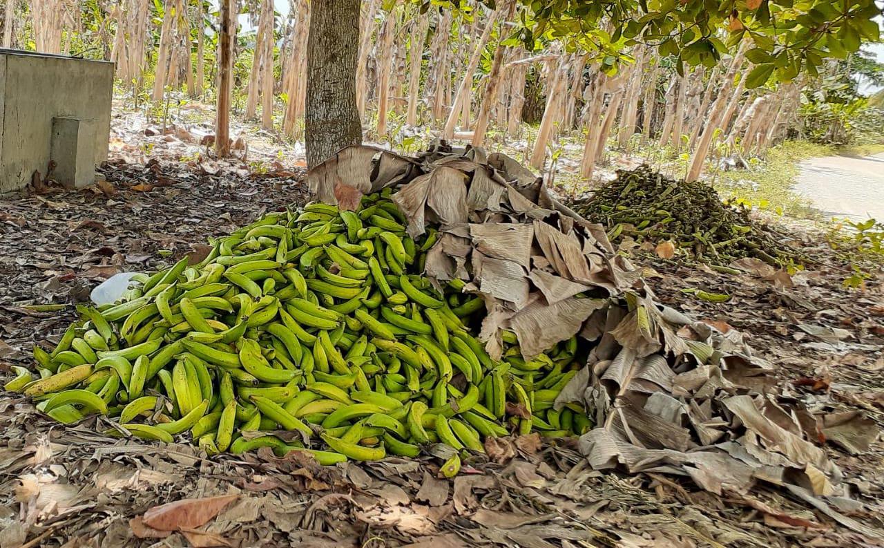 Platano Harton