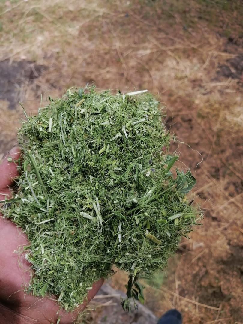 Harina De Alfalfa Y Alfalfa Picada