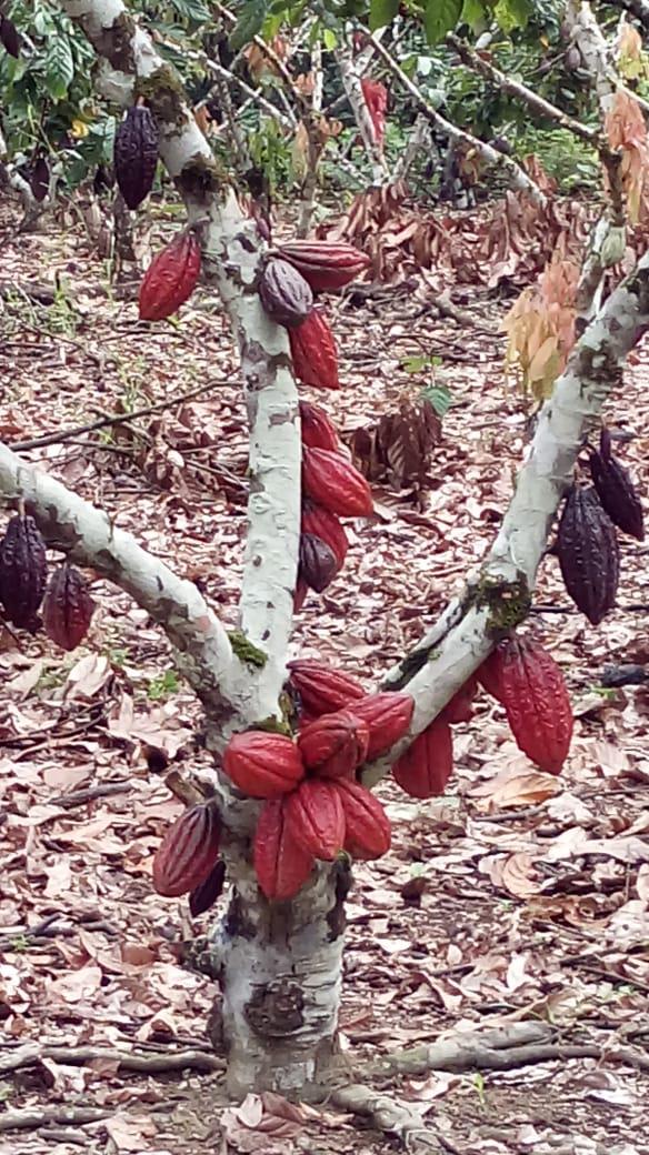 Cacao