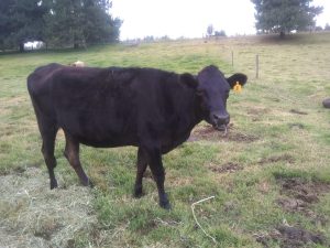 Novillas Cargadas De Primer Ano
