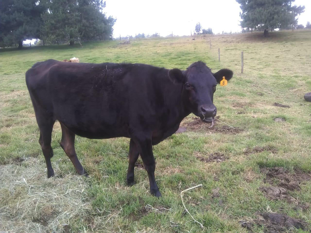 Novillas Cargadas De Primer Ano