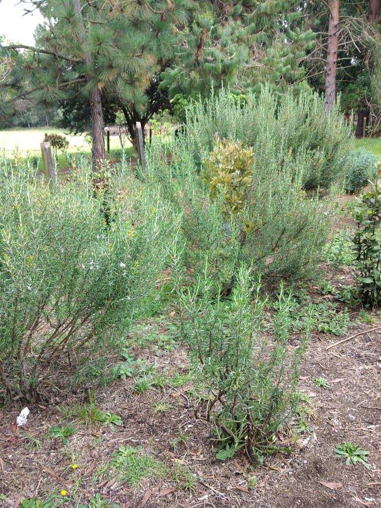 Romero En Produccion Limpia