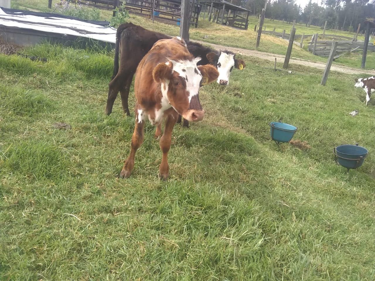 Novillas Cargadas De Primer Ano