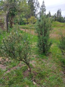 Romero En Produccion Limpia