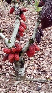 Cacao