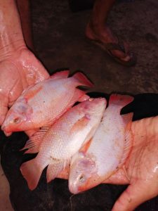 Tilapia Roja