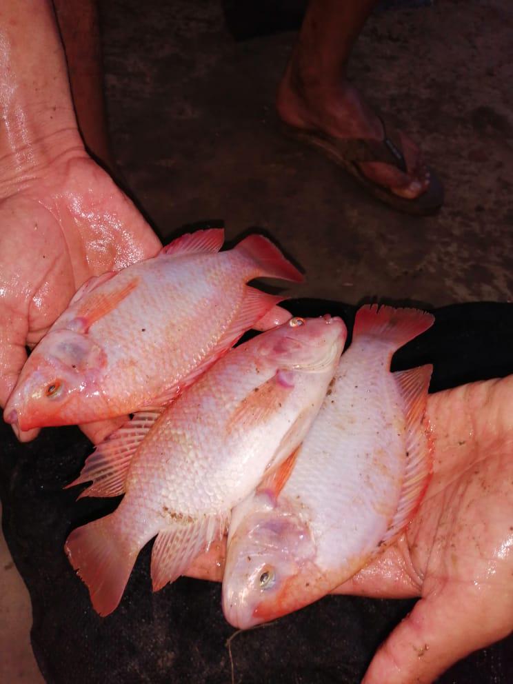 Tilapia Roja