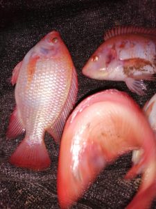 Tilapia Roja