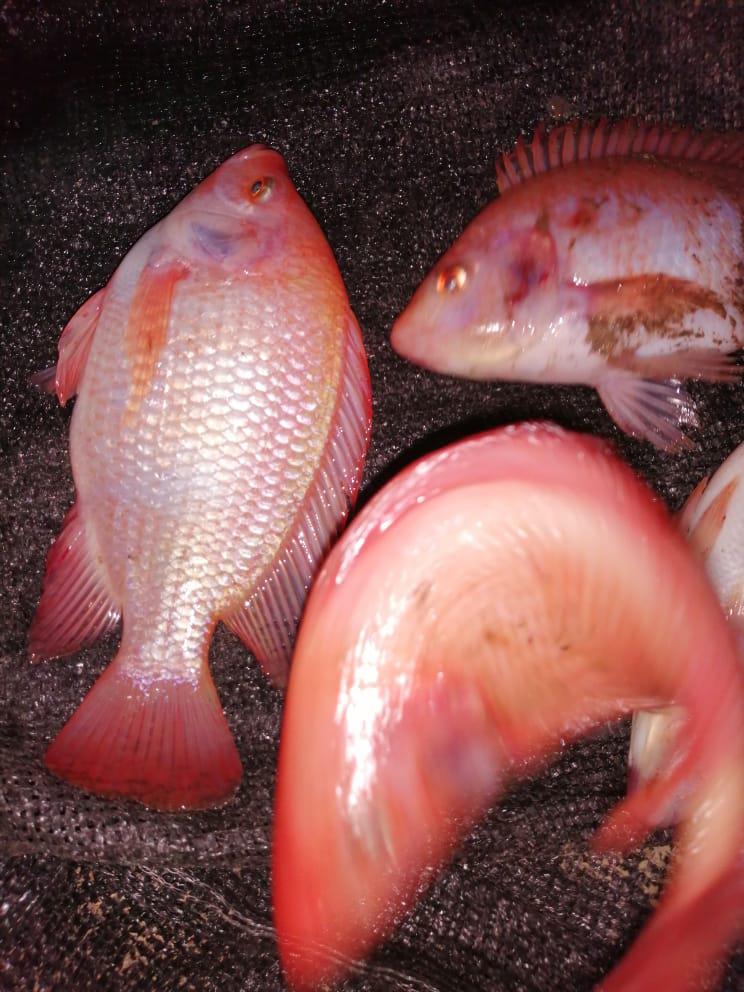 Tilapia Roja