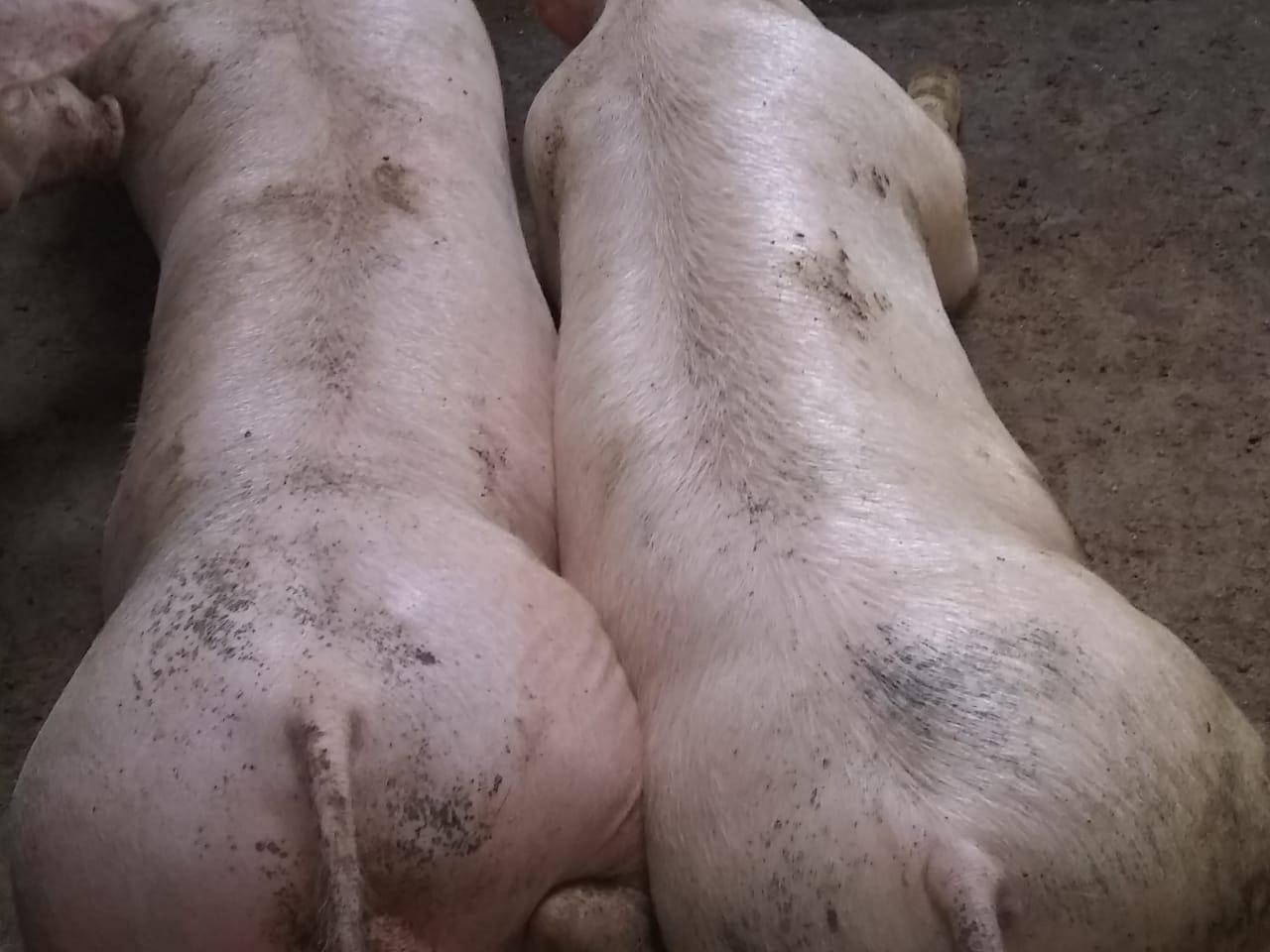Carne De Cerdo En Canal — foto 4 de 4