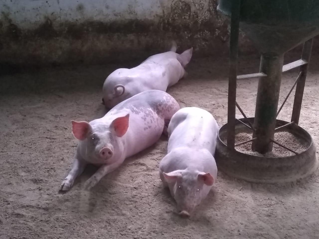 Carne De Cerdo En Canal — foto 3 de 4