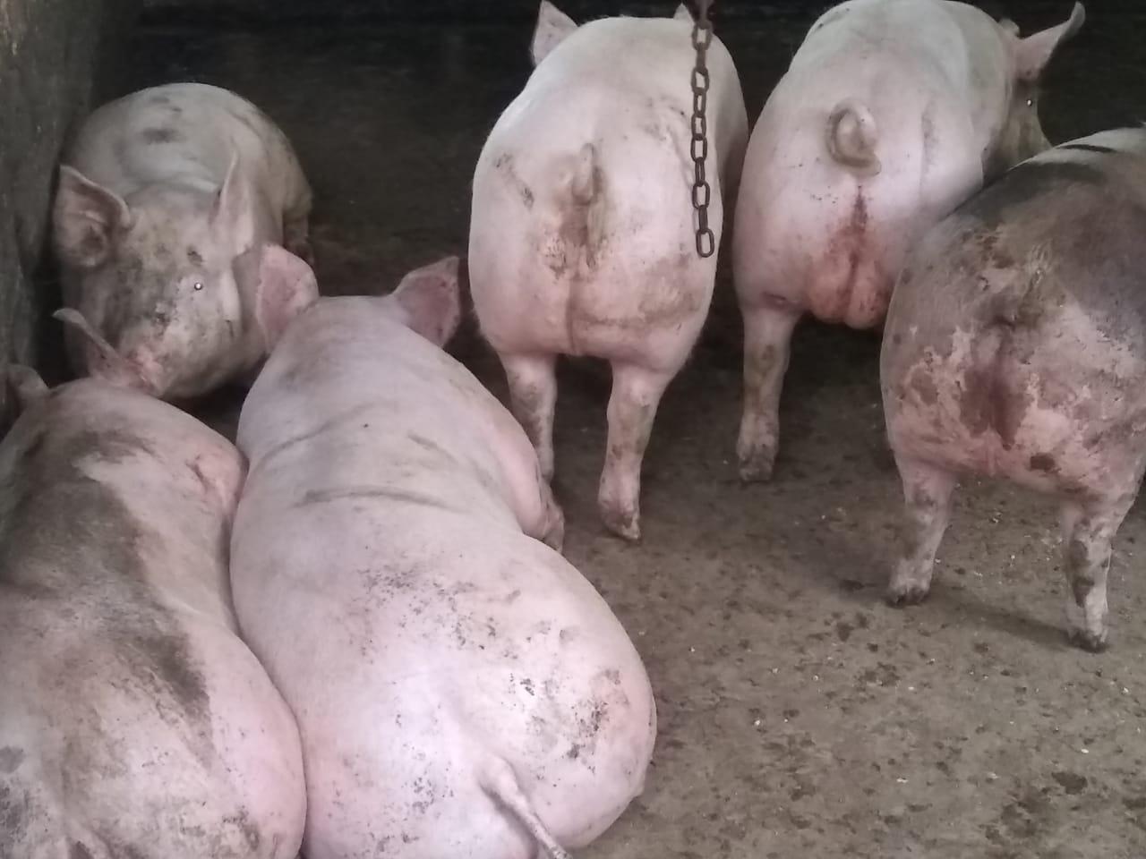 Carne De Cerdo En Canal — foto 2 de 4