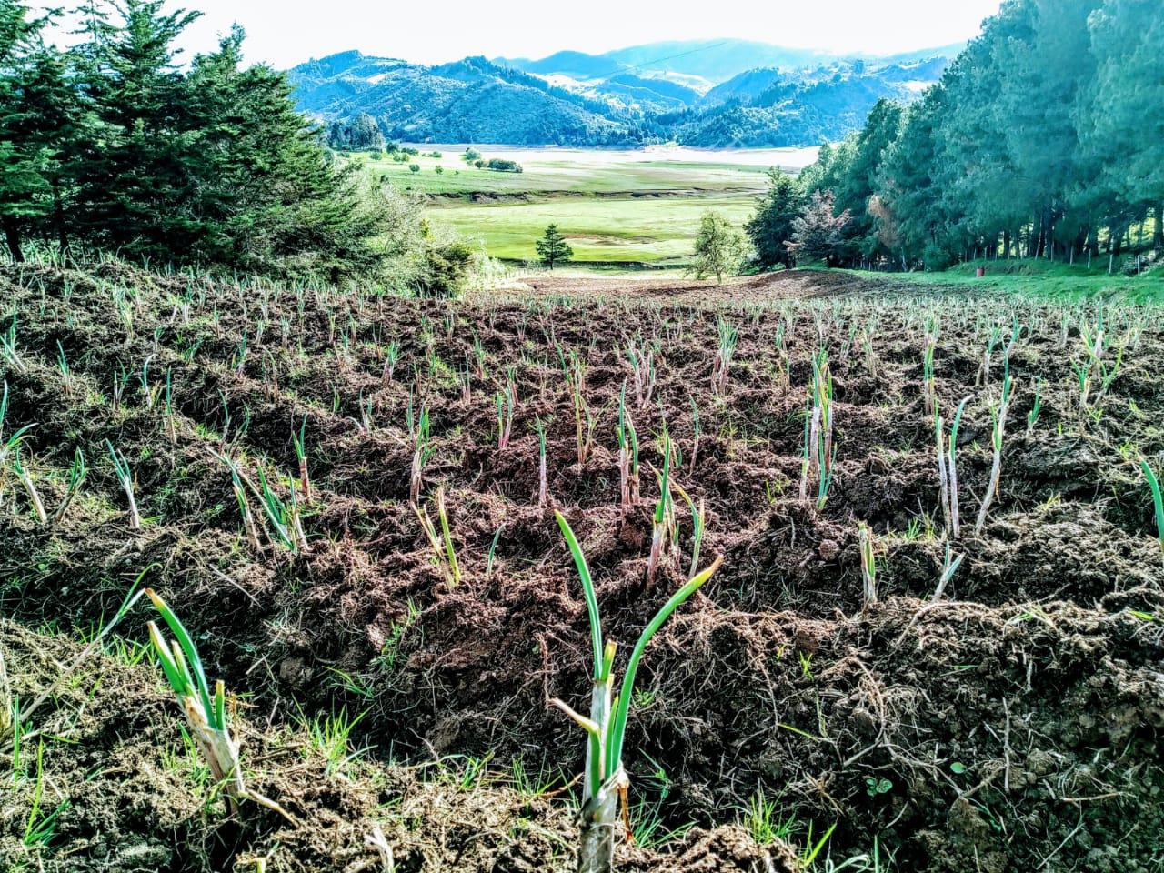 Cebolla Larga