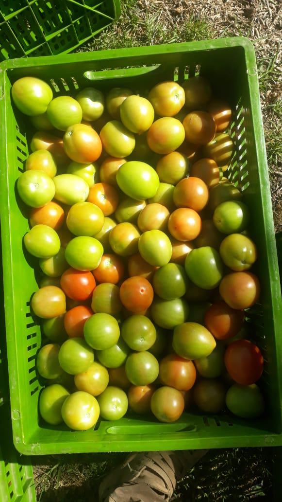 Tomate Chonto