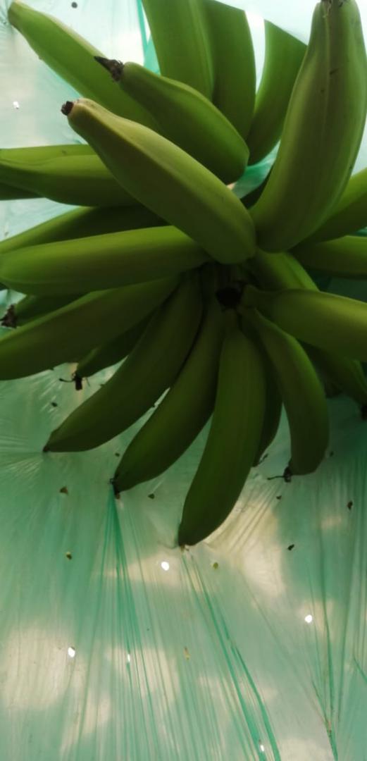 Platano Harton