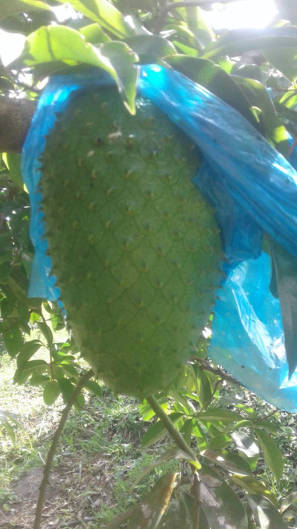Guanabana En Fresco
