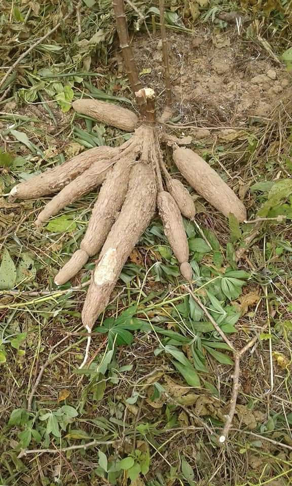 Yuca