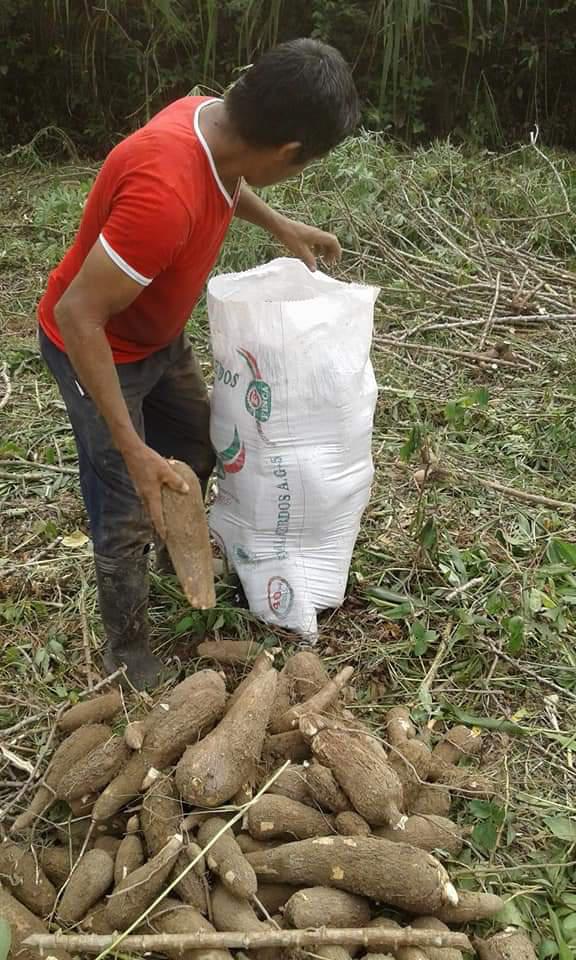 Yuca