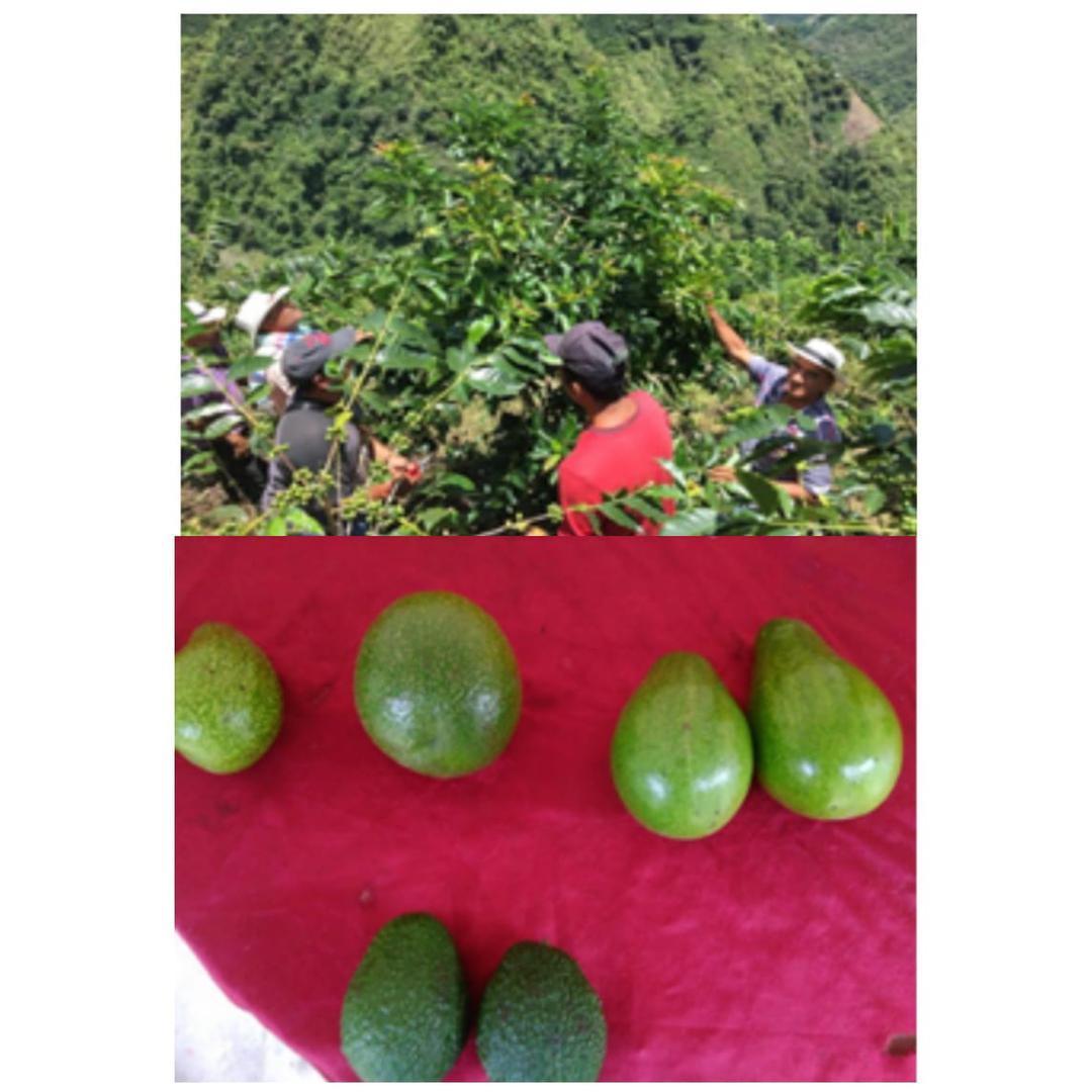 Aguacate Hass Y Lorena