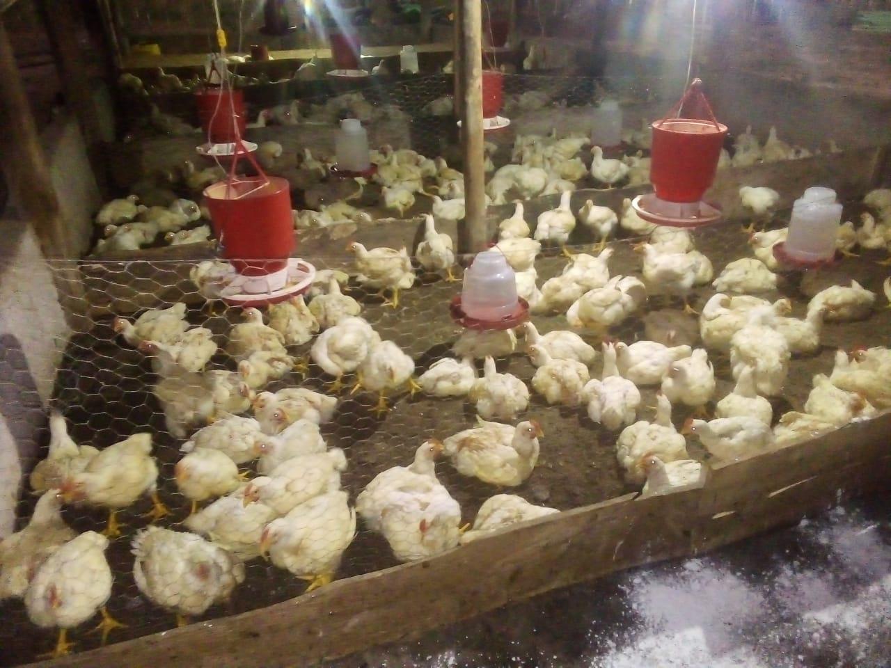 Pollo Engorde En Pie