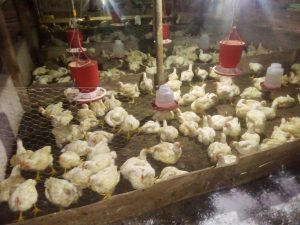 Pollo Engorde En Pie