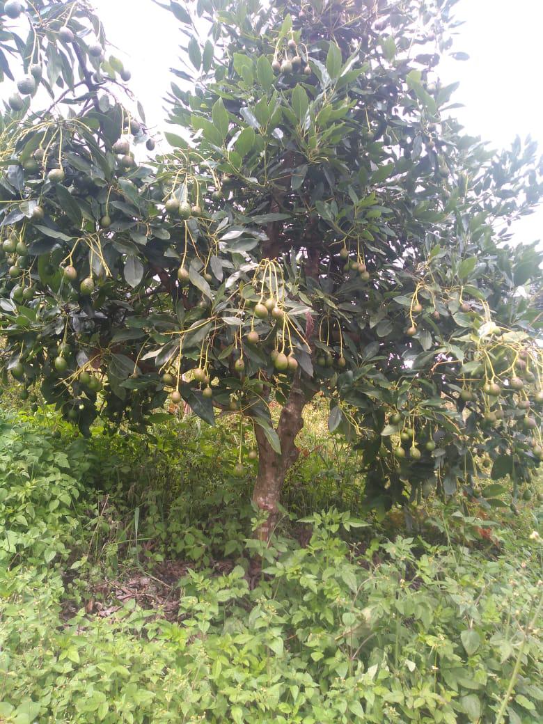 Aguacate