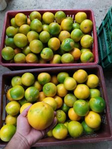 Naranja Tangelo