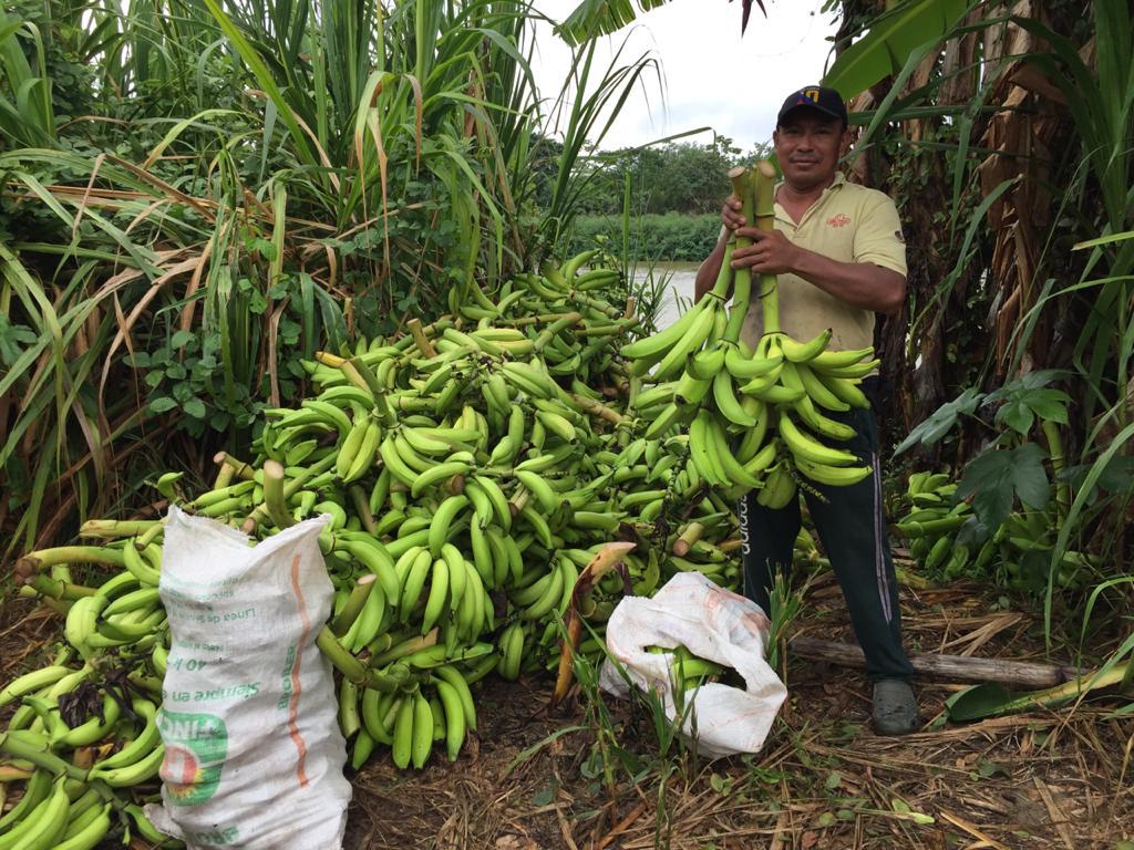 Platano