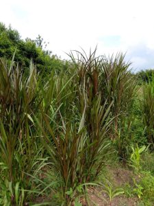 Ensilaje De Pasto De Corte X Bulto 40 Kilos