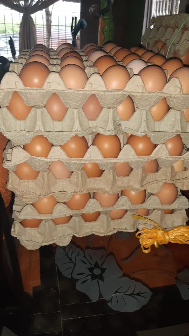 Huevo De Gallina Tipo Aa