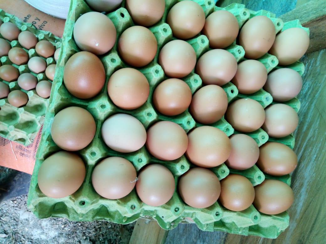 Granja Huevos Narino Huevo Semi Criollo