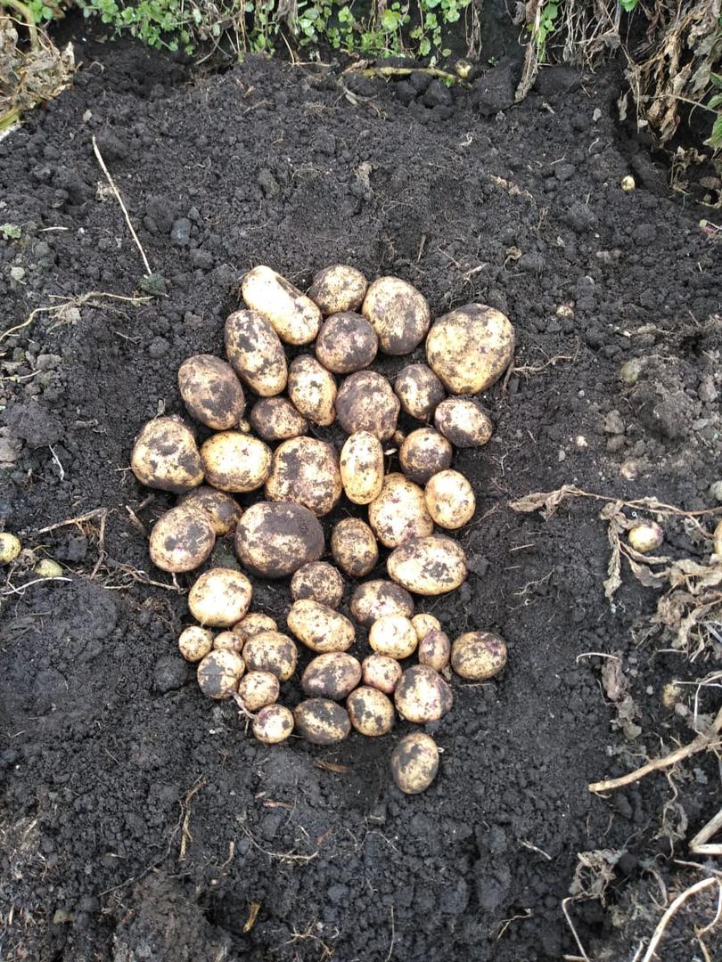 Papa Selecionada