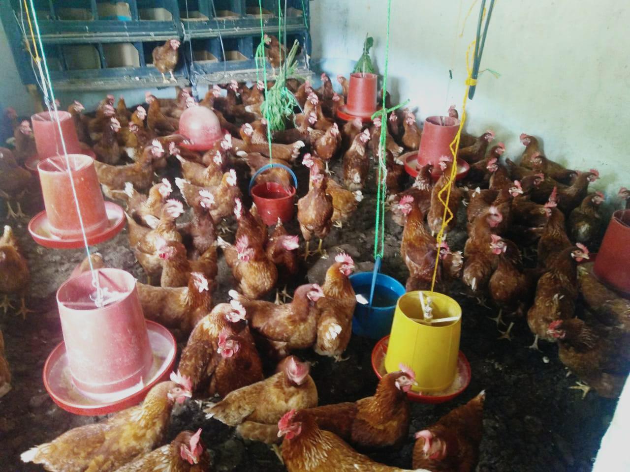 Avicola La Consaquenita Huevo Semi Criollo