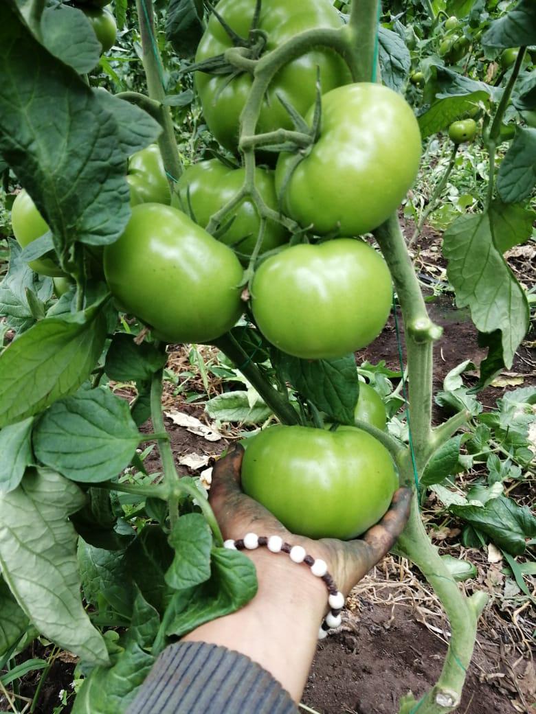 Tomate Variedad Monito